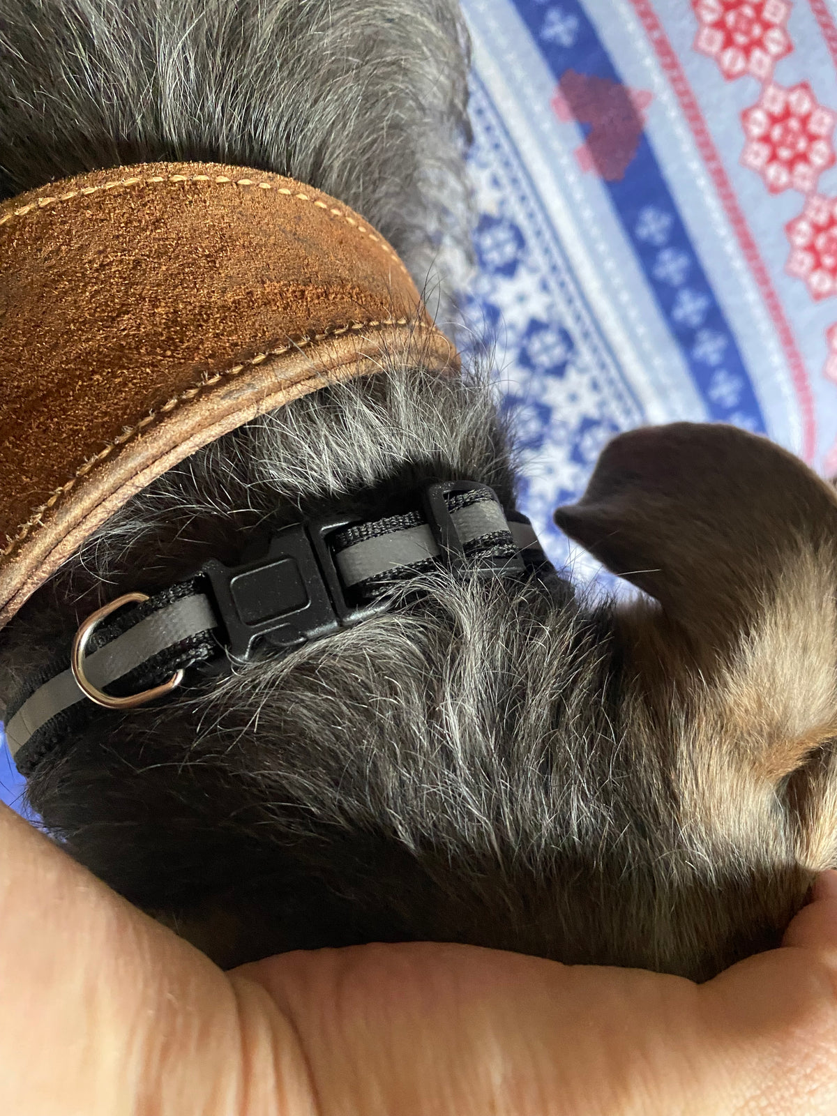 A close-up of a dog's neck and head wearing a brown leather collar with a black adjustable strap and metal buckle, held gently by a person's hand against a patterned blue and red blanket.