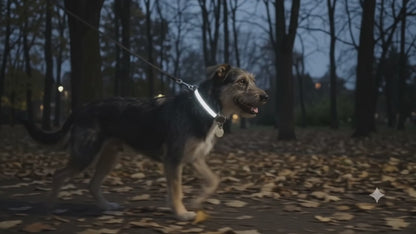 Fluorescent dog collar